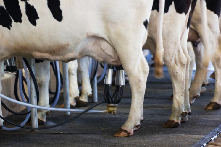 Les producteurs réclament l'application de la loi Egalim pour obtenir un prix du lait couvrant leurs coûts de production et dénoncent l'écart avec l'Allemagne.