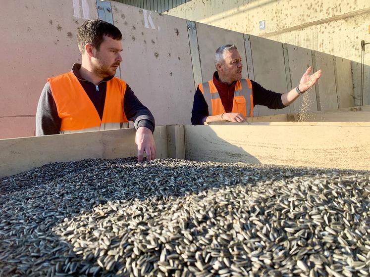 Tournesol strié, millet, sorgho et avoine noire sont cultivés puis traités chez SFP pour la filière oisellerie. Ici, Gabriel Henry, responsable activité de SFP. 