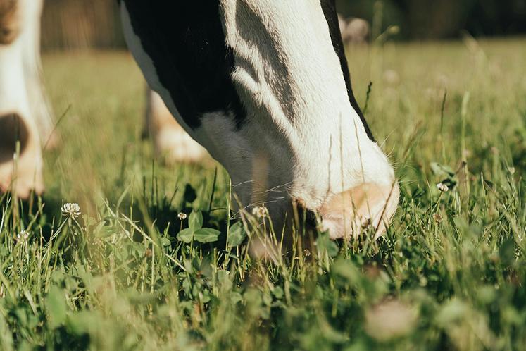 La réduction des charges est notamment due à l’alimentation à l’herbe, avec moins de concentrés achetés et moins d’investissements en bâtiments.