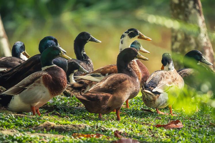 Interdiction du transport et de l'utilisation des appelants pour la chasse au gibier d'eau, pour toutes les catégories de détenteurs.