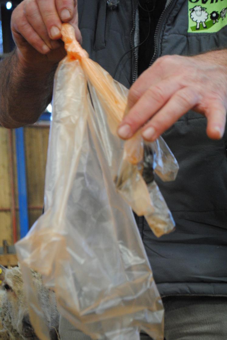 Les crottes des brebis sont toujours prélevées individuellement.