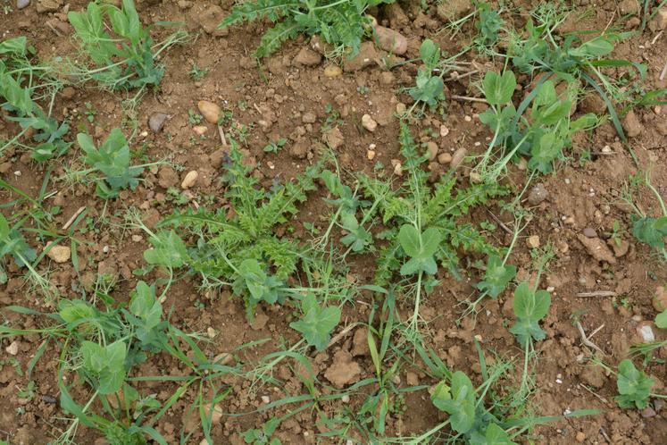 En pois d'hiver, la prélevée est à privilégier pour maîtriser les flores difficiles comme les coquelicots, renouées ou gaillets.