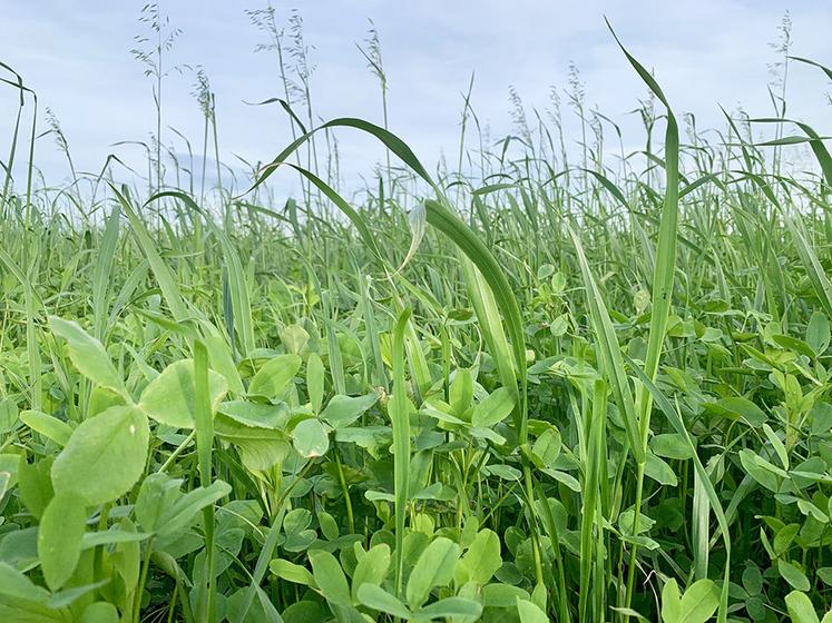 Le couvert (avoine de méditerranée, trèfle de perse et colza fourrager) est pâturé par les vaches quand l’assolement s’y prête ou récolté en enrubannage pour les génisses.