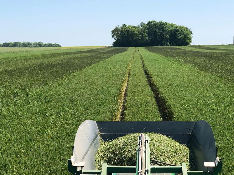 Au passage de l’écimeuse, les effets sur les adventices sont particulièrement probants.