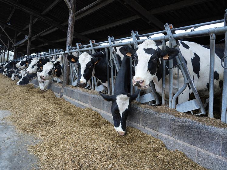 La production de lait atteint environ 9 500 kg/par vache.