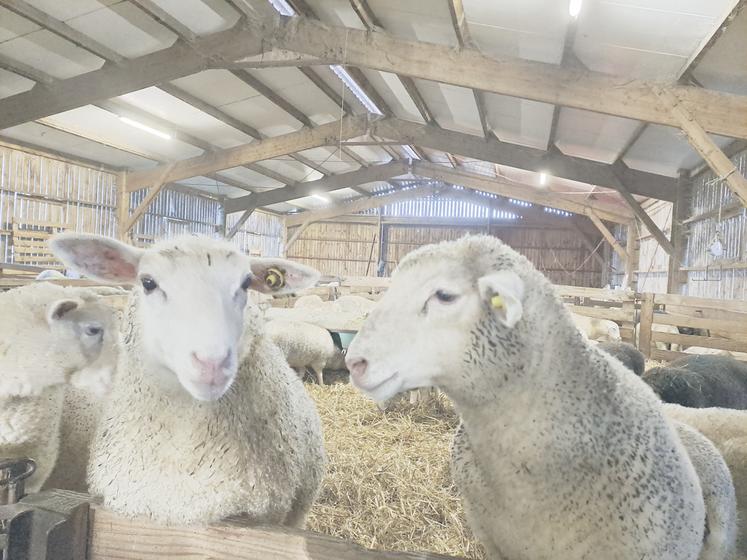 Les mâles sont particulièrement sensibles aux gras colorés.