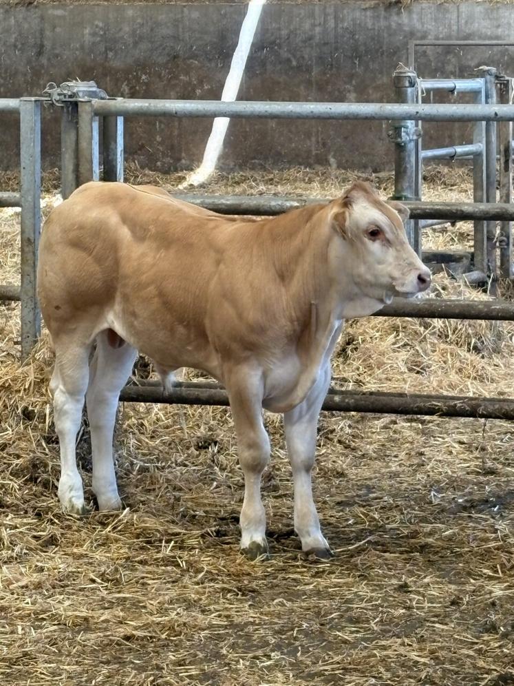 Le système qui progresse le plus en un an est le système engraisseur de jeunes bovins.