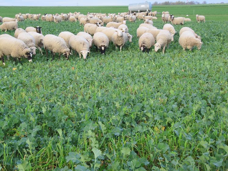 Les brebis économisent du temps et de la main-d'œuvre.