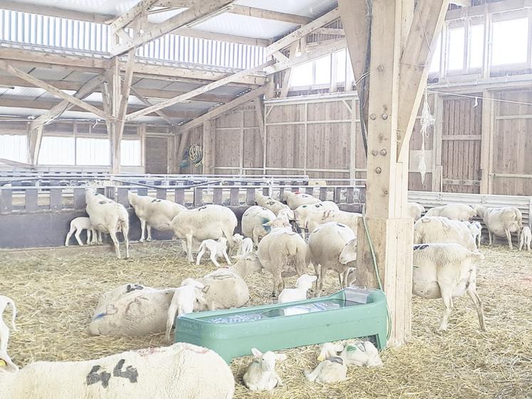 Les quantités d'eau bues ont leur importance sur la performance des animaux.