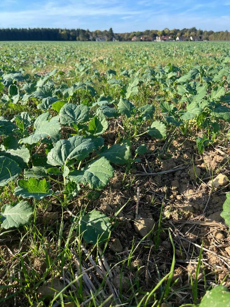 Colza d'orge à 6 feuilles.