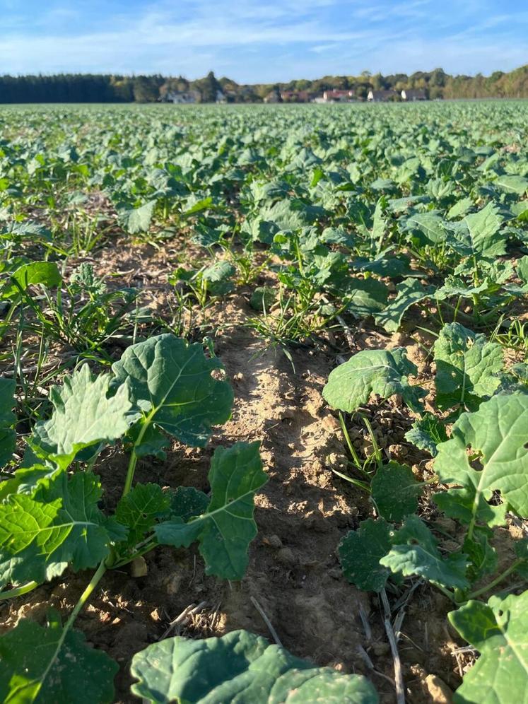Colza de pois à 6 feuilles.