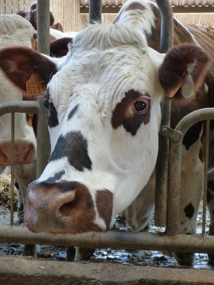 Malgré la disparition de 250 élevages laitiers normands en 2024, le système spécialisé lait est celui qui a le plus de bovins (424 800 animaux, soit 22 % des bovins de Normandie).