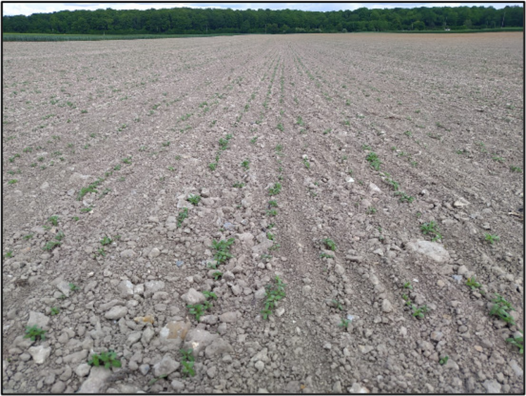 Levée au 10 mai sur une parcelle semée le 4 mai (sud de l'Eure).