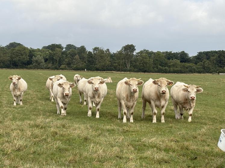 16 % des exploitations d'élevage normandes sont en système allaitant, mais les effectifs d'animaux baissent en race charolaise, salers, blonde d'Aquitaine et limousine.