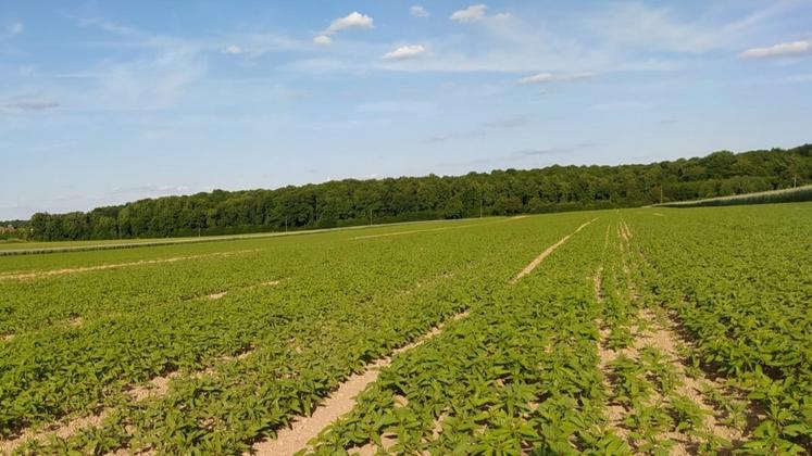 Même parcelle avec une bonne couverture au 23 mai.