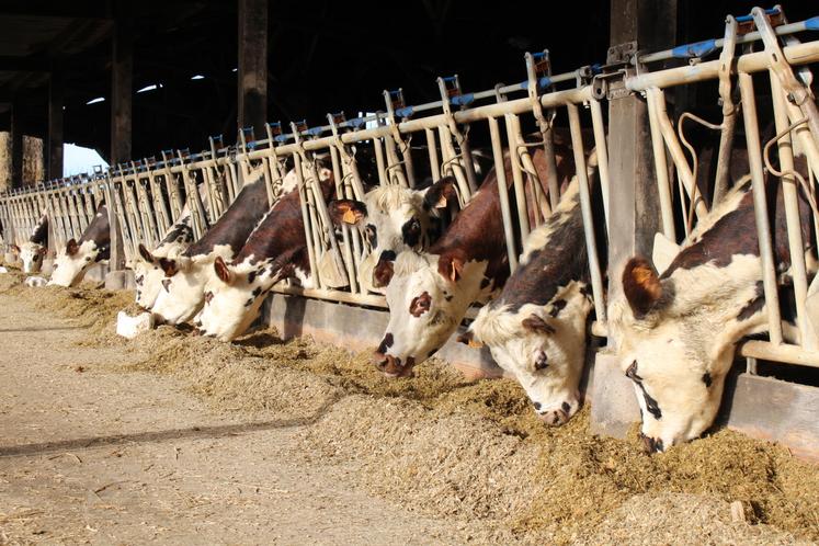 La lutte contre la BVD porte ses fruits, le nombre de cheptels indemnes progresse d'année en année.