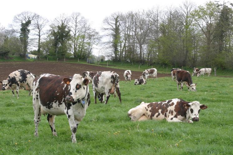 Le retournement de prairies permanentes est toujours soumis à l'avis des bassins-versants en Normandie.