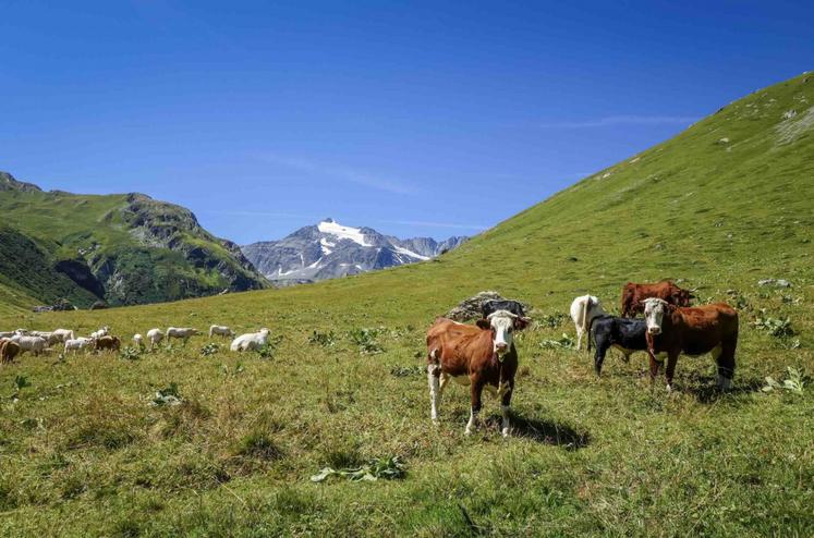 La DNC a été détectée en France, pour la première fois, le 29 juin dernier en Savoie. Au 9 décembre, ce département a connu 32 foyers détectés.
