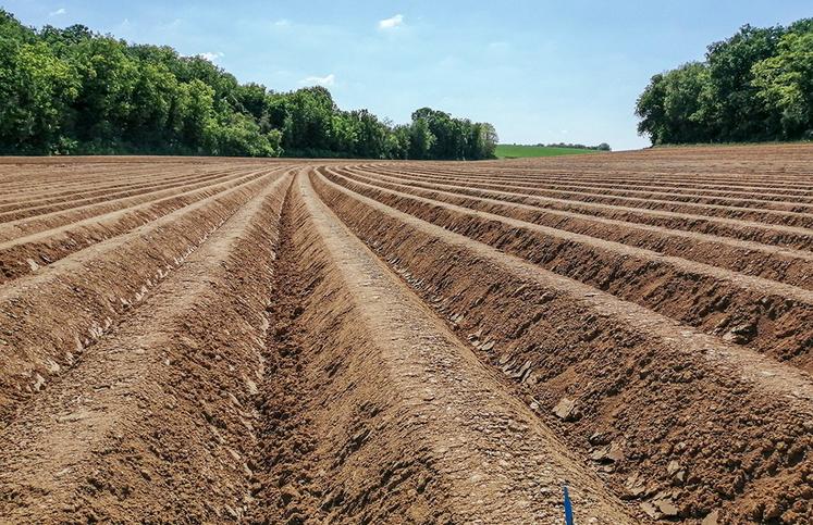 Une dose de 60 % d’azote apportée en localisé permet de dépasser le rendement à la dose 100 % en plein.