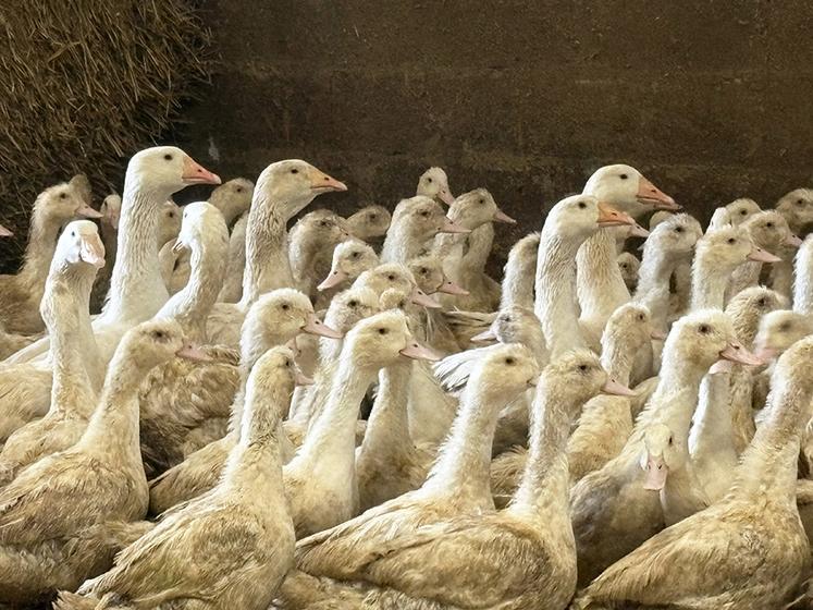 Les oies normandes sont nourries au lait de la ferme pour une chair tendre et savoureuse.