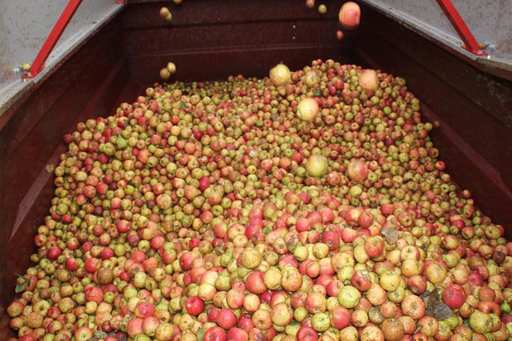 Récolte des pommes à cidre.