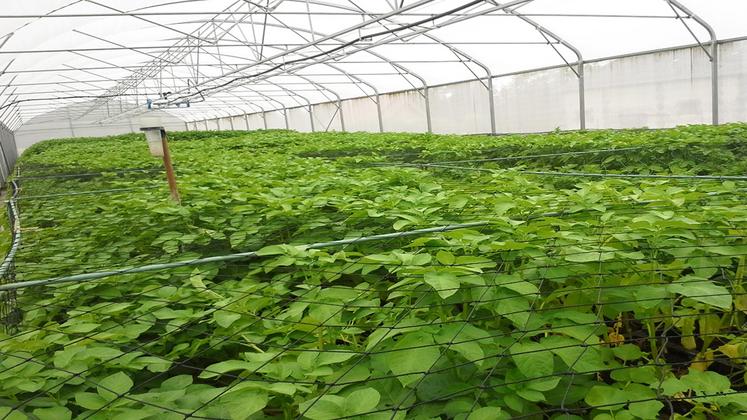 Sept serres insect-proof sont installées en Seine-Maritime, permettant l’obtention de tubercules de génération 0 indemnes de toute contamination.