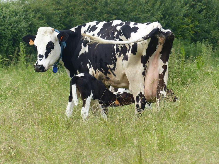 Élevées par une nourrice, les génisses ont moins de maladies et une meilleure croissance. Leur âge au premier vêlage peut être envisagé à 24 mois.