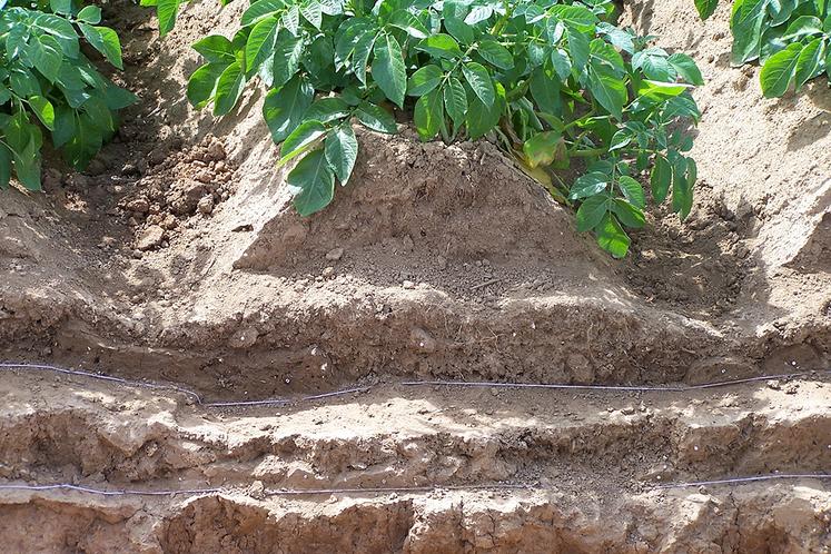 Une bonne structure du sol, superficielle comme en profondeur, est cruciale pour l'enracinement optimal de la culture.