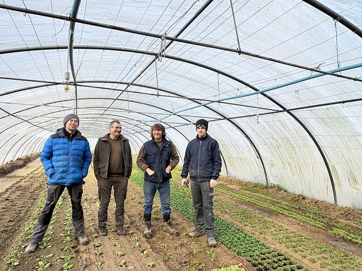 Pierre, Fredo, Edgar et Noam dans la serre des salades qui seront prêtes pour Noël.