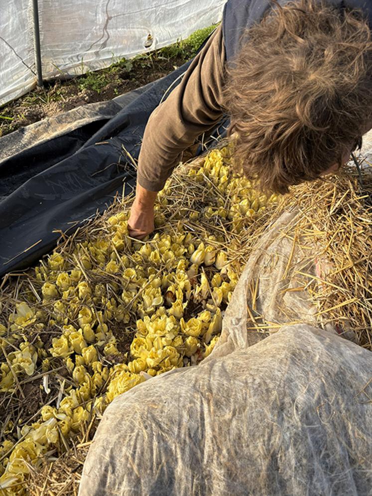 Récolte des endives de pleine terre.