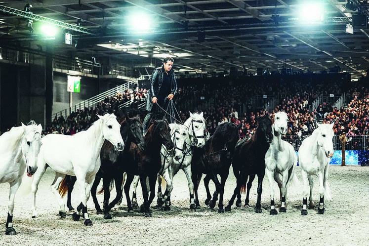 Lorenzo en poste hongroise et ses chevaux portugais.