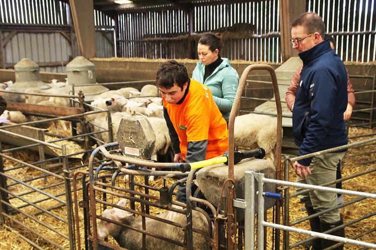 Axel, en terminale CGEA au lycée du Pays de Bray, lors de l’épreuve d’estimation de l’état d’engraissement des agneaux.