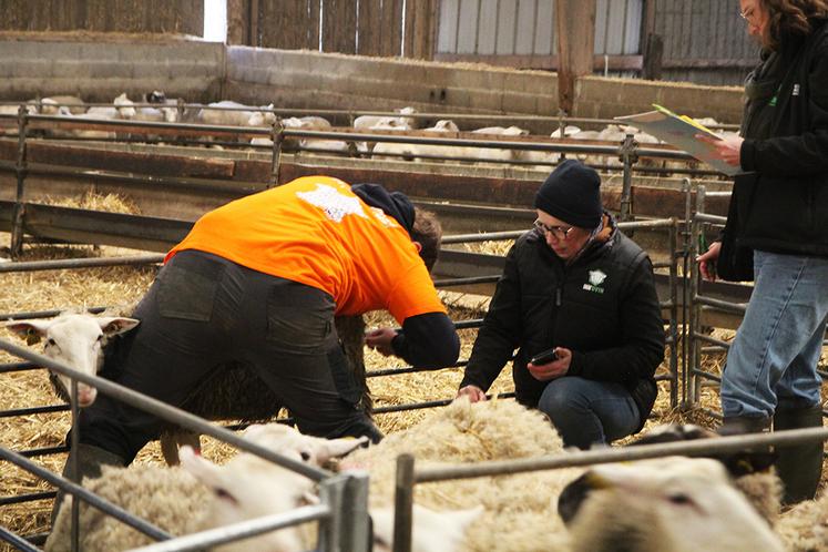Prise de température d’une agnelle, lors de l’épreuve d’évaluation de l’état sanitaire.