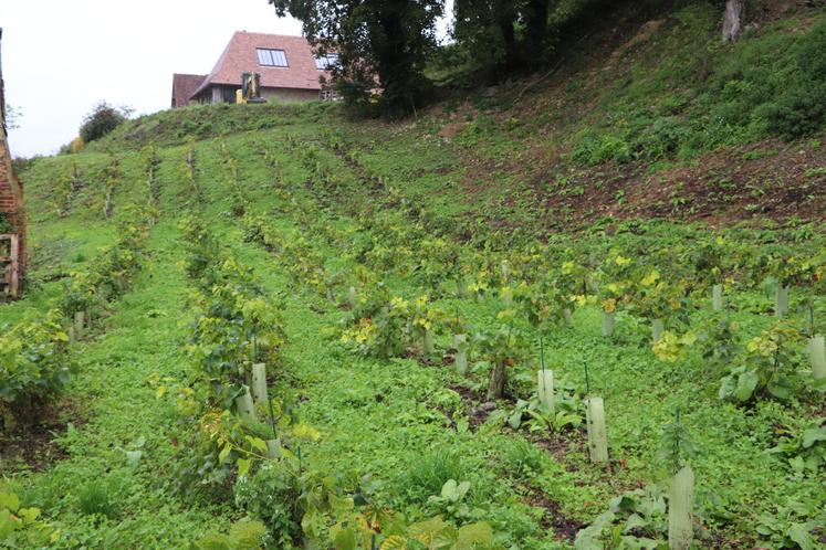 Viticulture vin Normandie raisin vignes illustration