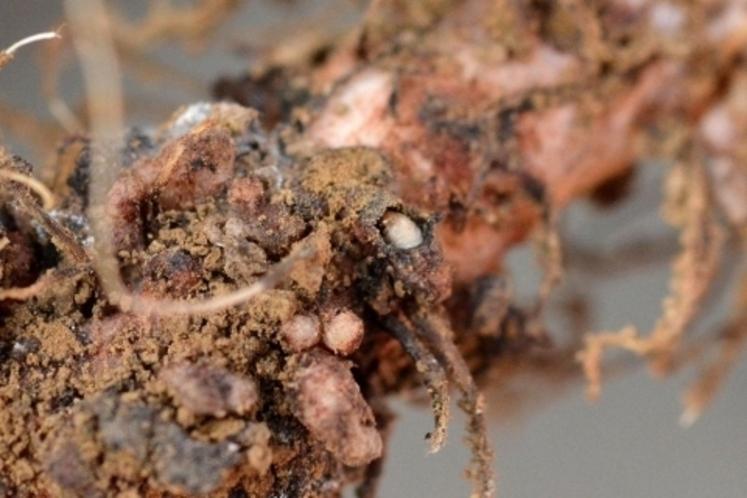 Les larves de sitones détruisent les nodosités.