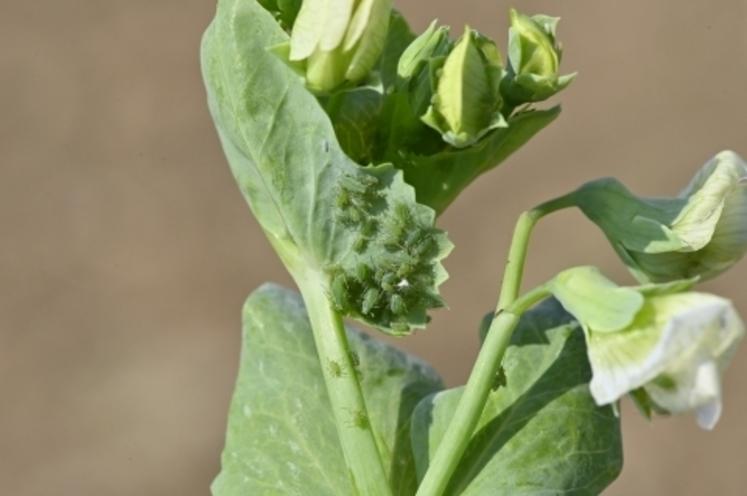 Les pucerons ponctionnent la sève et transmettent des virus.