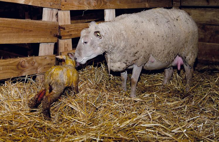 Dans la grande majorité des cas, la brebis met bas toute seule.