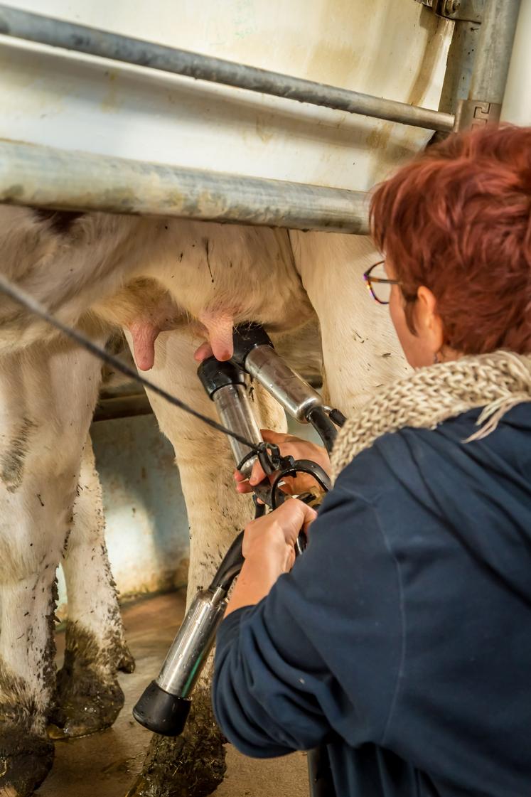 Elevage laitier.