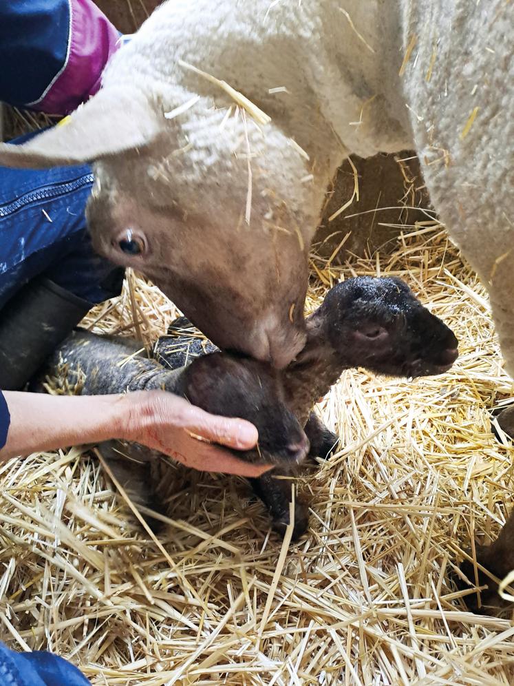 Retrouvez également des astuces à mettre en place lors de l'agnelage, pour réanimer un nouveau-né par exemple.