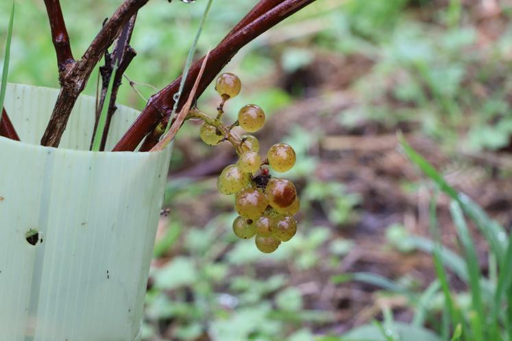 Trois exploitations normandes adhèrent Au domaine.