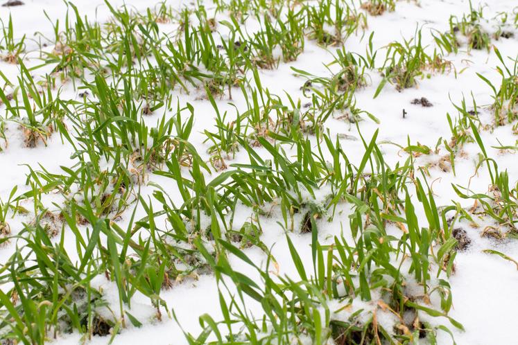 Les périodes de températures faibles voire de gel modéré entraînent l'endurcissement au froid.