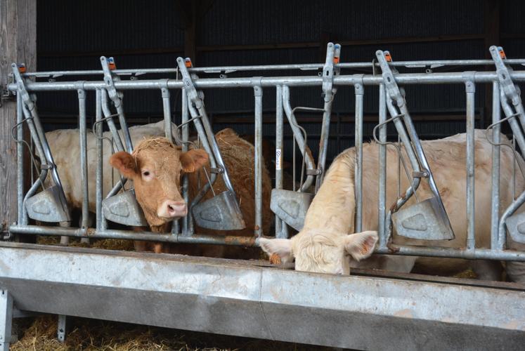 Chez Victor Lesage, les auges garantissent une distribution propre et efficace du fourrage.