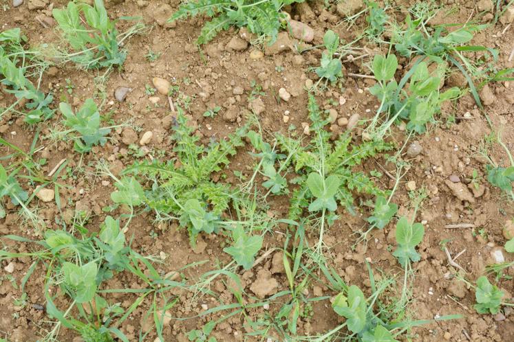 Adventices dans des pois protéagineux.