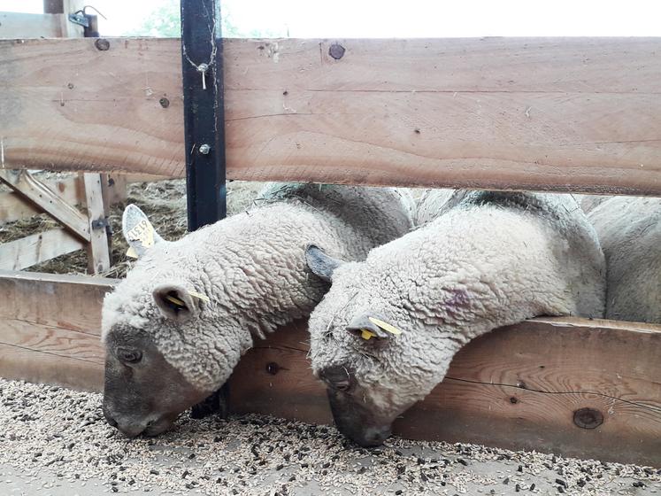 L'utilisation de pois nécessite la distribution de quantités de concentré plus élevée.