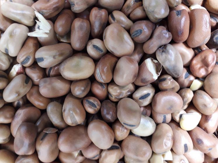 La féverole est plus ou moins bien consommée selon les lots d'agneaux.