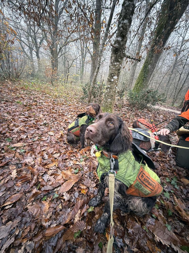 De g. à d. : Thétis, Volga et Opale. « J'ai choisi de n'avoir que des femelles pour faciliter la gestion », confie Marion Nail.