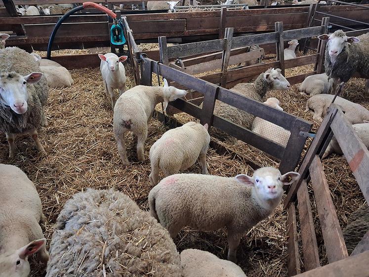 Les agneaux de l'année chez Grégoire Mille.