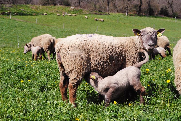 Les jeunes agneaux parviennent à développer une immunité face aux tiques.