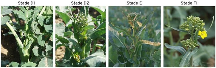Stades D1 à F1 du colza.