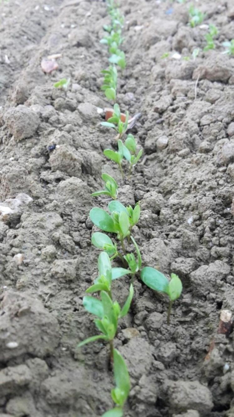 Bien choisir sa parcelle.